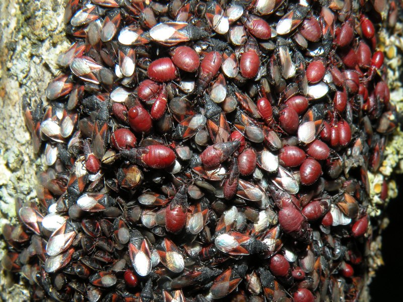 Lygaeidae: Oxycarenus lavaterae infestanti del Veneto (TV)